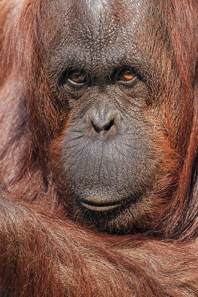 Jones, Adam 아티스트의 Orangutan-Pongo-native to Borneo and Sumatra작품입니다.